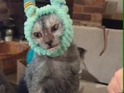 Cat Wearing Alien-Like Headband Looks Hilarious