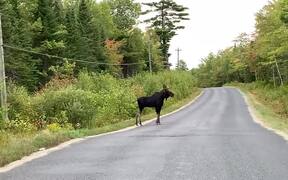 Moose Walks on Road and Later Runs into Forest