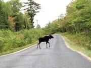 Moose Walks on Road and Later Runs into Forest