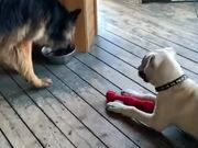 Puppy Barks at Dog to Move Away from Water Bowl