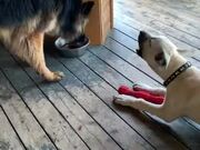 Puppy Barks at Dog to Move Away from Water Bowl