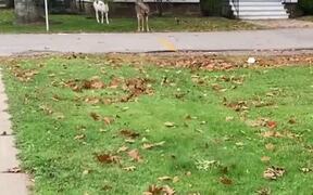 Rare White Deer Walking Across Drive Way
