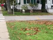 Rare White Deer Walking Across Drive Way