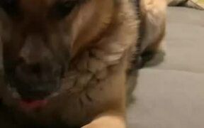 German Shepherd Insists on Getting More Scratches