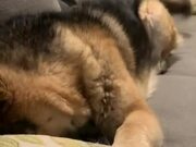 German Shepherd Insists on Getting More Scratches