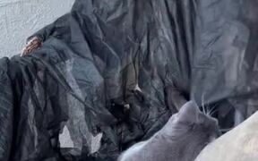 Cat Gets Petted by Halloween Decoration in Motion