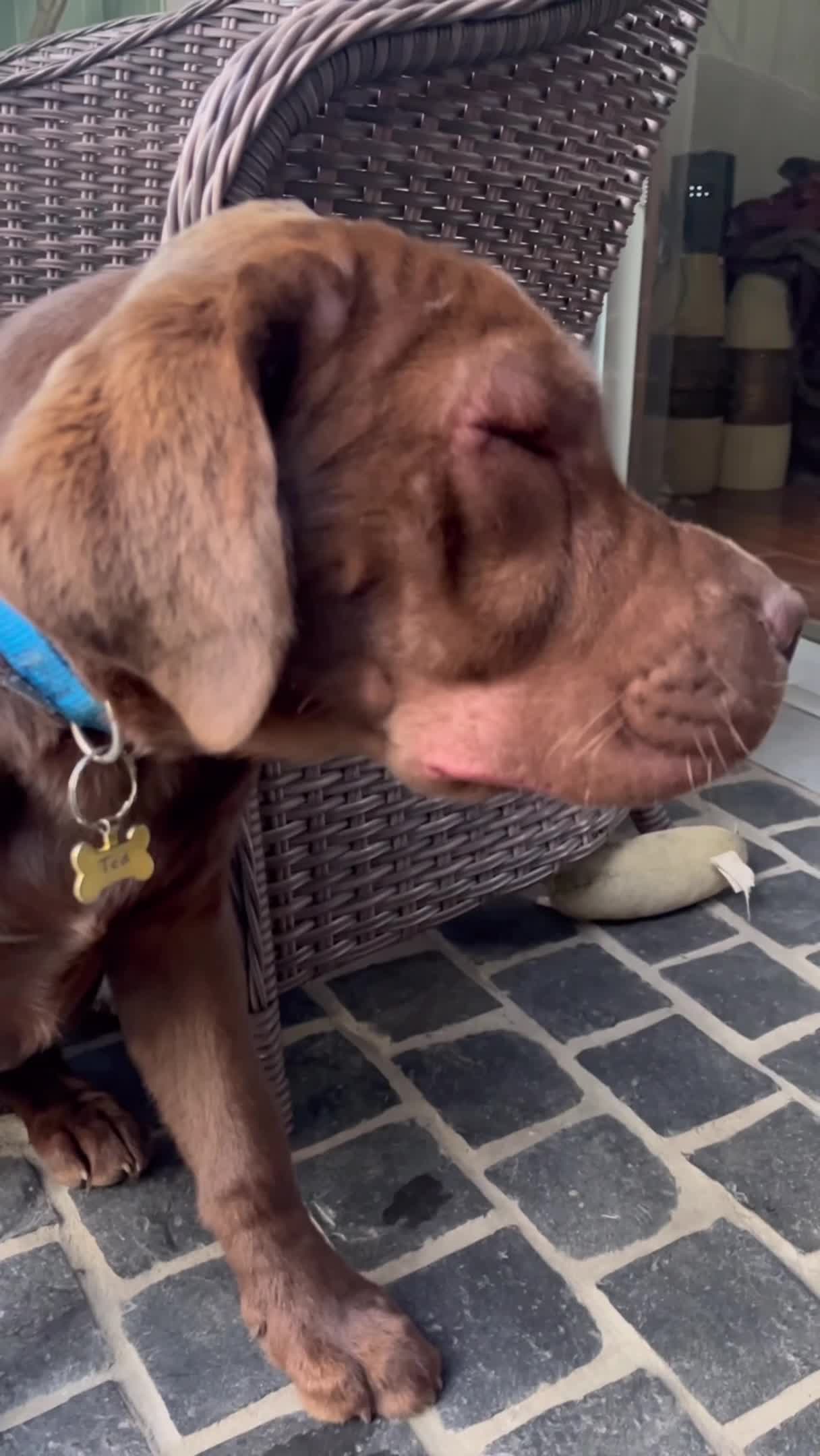 Puppy Gets Swollen Face After Eating Bee