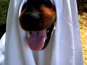 Dog and Baby Dress Up as Ghosts in Sheet