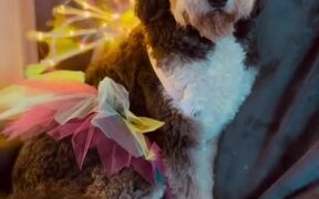 Dog Dresses Up as Fairy for Halloween