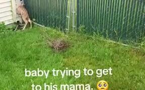 Person Opens Gate to Help Fawn Reunite With Mom