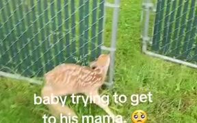 Person Opens Gate to Help Fawn Reunite With Mom