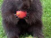 Porcupine Enjoys Having Apple in Yard