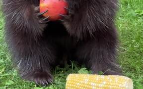 Porcupine Enjoys Having Apple in Yard