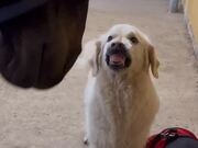 Dog Shows Teeth to Horse Repeatedly to Scare It