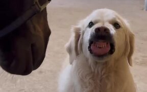 Dog Shows Teeth to Horse Repeatedly to Scare It
