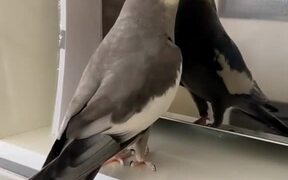 Cockatiel Happily Whistles to Sing