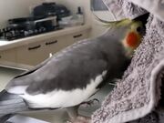 Cockatiel Happily Whistles to Sing