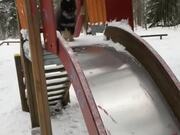 Finnish Lapphund Puppy Enjoys Going Down on Slide