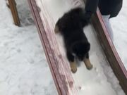 Finnish Lapphund Puppy Enjoys Going Down on Slide