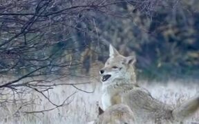 Two Coyotes Playing With Each Other Early Morning
