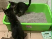 Adopted Kittens Play in Their Litter Box