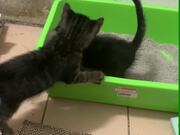 Adopted Kittens Play in Their Litter Box