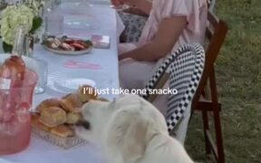 Puppy Sneaks Snacks While Owner Hosts a Party