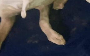 Dog Gets on Couch With Muddy Paws