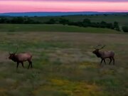 Two Bull Elks During Picturesque Sunrise