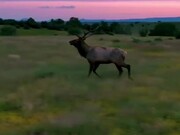 Two Bull Elks During Picturesque Sunrise