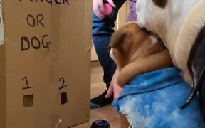 Dog Tears Apart Box When Owner Plays With It