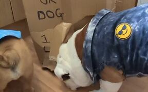 Dog Tears Apart Box When Owner Plays With It
