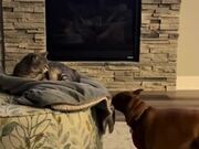 Cat Falls as Dog Pulls Blanket Underneath Them