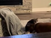 Cat Falls as Dog Pulls Blanket Underneath Them