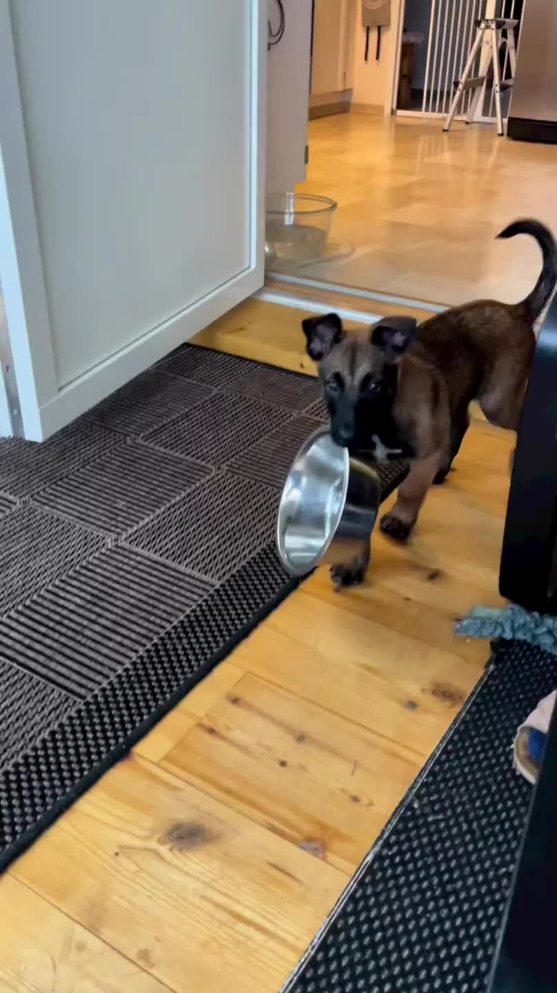 Puppy Falls While Carrying Empty Food Bowl