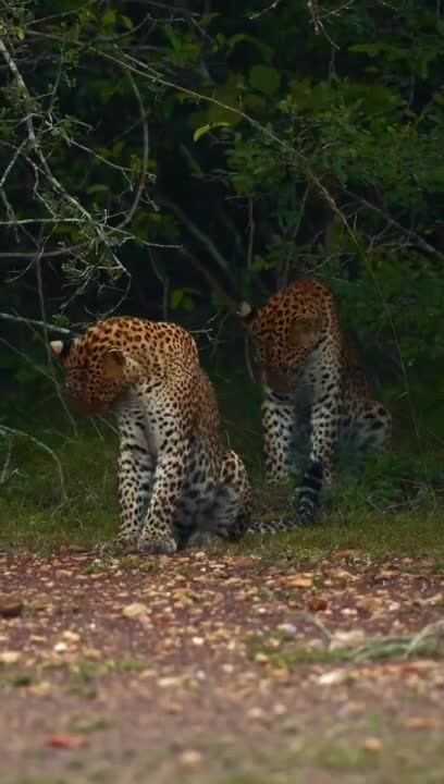 Leopard Sisters Play Together