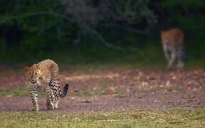 Leopard Sisters Play Together