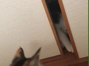 Cat Play Fights With Fellow Cat Between Doors