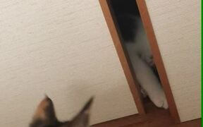 Cat Play Fights With Fellow Cat Between Doors