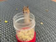 Person Watches Squirrel Stuff Mouth With Peanuts