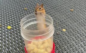 Person Watches Squirrel Stuff Mouth With Peanuts