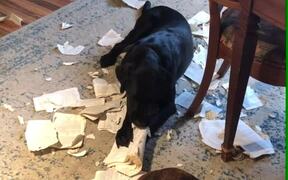 Dogs Tear Book and Make Mess