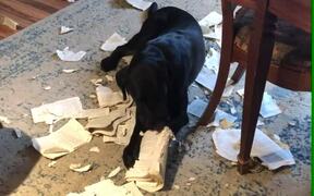 Dogs Tear Book and Make Mess