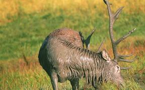 Reindeer Covered in Mud Washes Their Horns