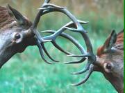 Reindeers Play Fighting with Their Horns