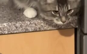 Owner Watches Cat Cleverly Open Fridge With Paws