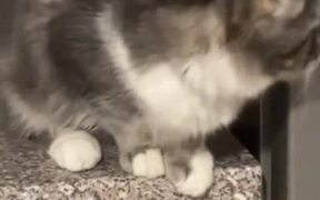 Owner Watches Cat Cleverly Open Fridge With Paws