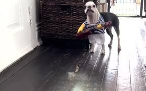 Terrier Struggles to Walk Freely With Costume on