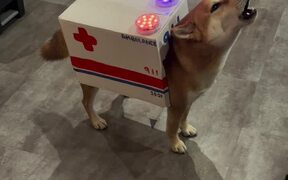 Dog Dresses Up as Ambulance For Halloween