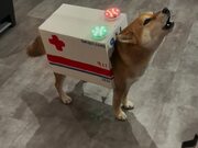 Dog Dresses Up as Ambulance For Halloween